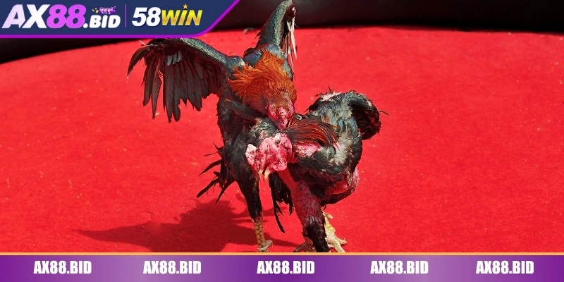 Đá gà SV128 là sảnh game được yêu thích nhất