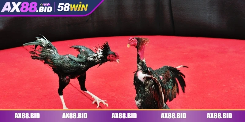 Luật chơi đá gà SV128 dễ hiểu cho người mới