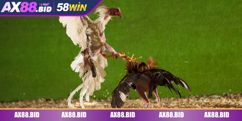 Đá gà WS168 là sảnh game hot nhất hiện tại