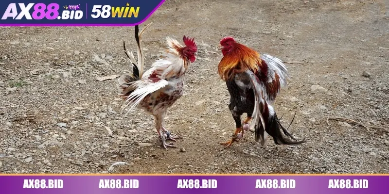 Nắm ngay mẹo chơi nhanh thắng từ cao thủ